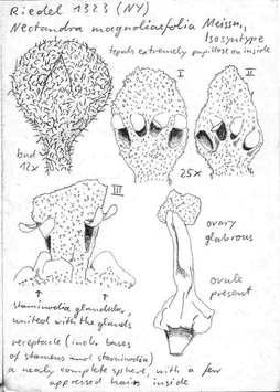 Vorschaubild Nectandra magnoliifolia Meisn.